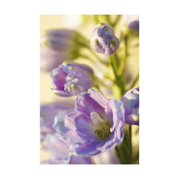 Fotoobraz Fialový květ, 40x60 cm, exkluzivní edice