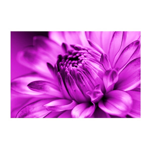Obraz na skle Růžový květ, 40x60 cm