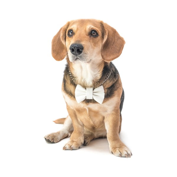 Bílý charitativní psí motýlek Funky Dog Bow Ties, vel. L-image-2