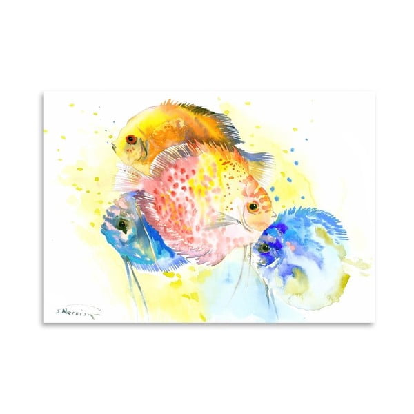 Plakát Discus Fish Rainbow