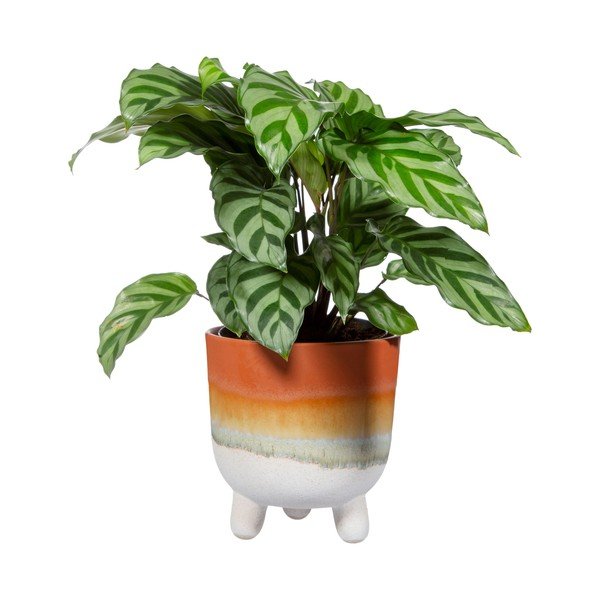 Květináč v terakotové barvě Sass & Belle Bohemian Home Mojave, ø 11,7 cm-image-2