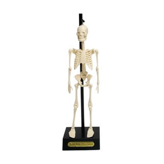 Model kostry Rex London Anatomical