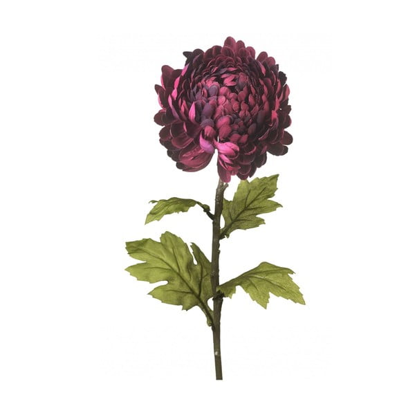Dekorativní chryzantéma Dark Purple