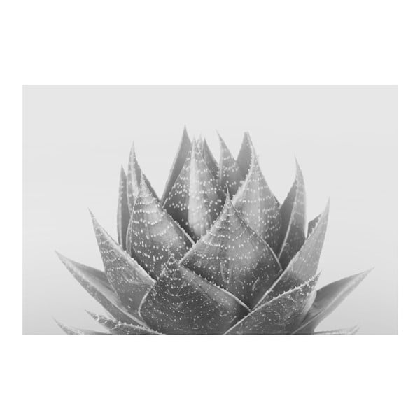 Obraz na plátně Marmont Hill Aloe Noir, 61 x 41 cm