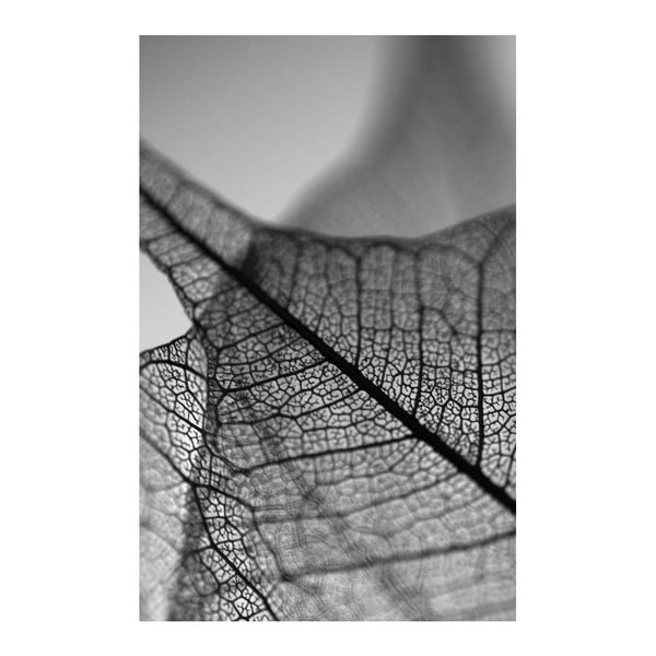 Obraz Black&White Microscope, 45 x 70 cm