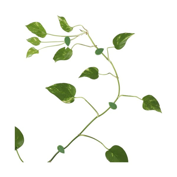 Podpěra rostlin z recyklovaného plastu 10 ks (výška 3 cm) – Esschert Design-image-2