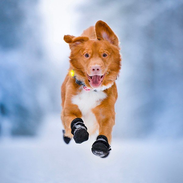 LED světlo na obojek Yellow – Orbiloc-image-1