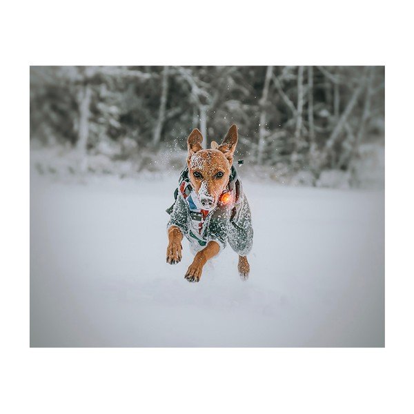 LED světlo na obojek Yellow – Orbiloc-image-4