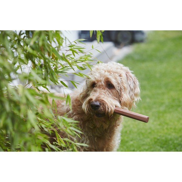 Hračka pro psa Ramo Sandalwood – MiaCara-image-1