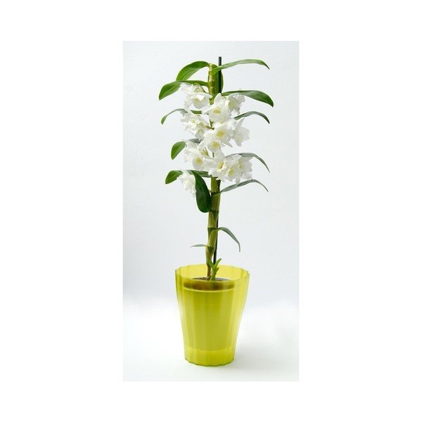 Zelený květináč Plastia Trasluscent Ola, ø 13,4 cm-image-1