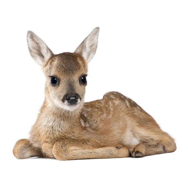 Nástěnná samolepka Dekornik Deer Lucy, 67 x 55 cm