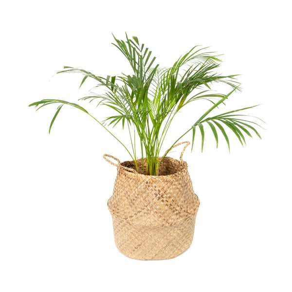 Světlý úložný košík z mořské trávy Compactor, ⌀ 36 cm-image-4