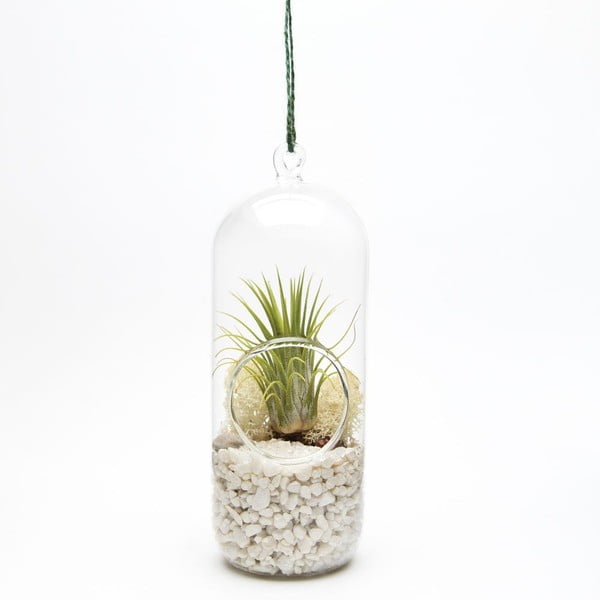 Závěsné terárium s rostlinami Urban Botanist Cylinder