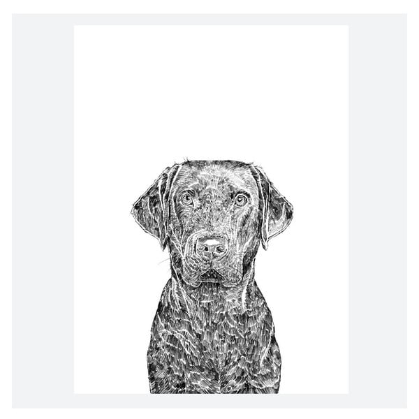 Plakát Max the Labrador, 30x40 cm