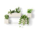 Závěsné plastové květináče na bylinky v sadě 4 ks Cubiko – Umbra