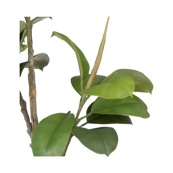 Umělá rostlina (výška 116 cm) Oak Tree – Ixia-image-1