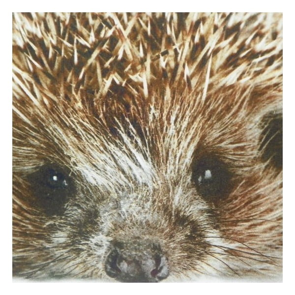 Polštář Winter Hedgehog 50x50 cm-image-1