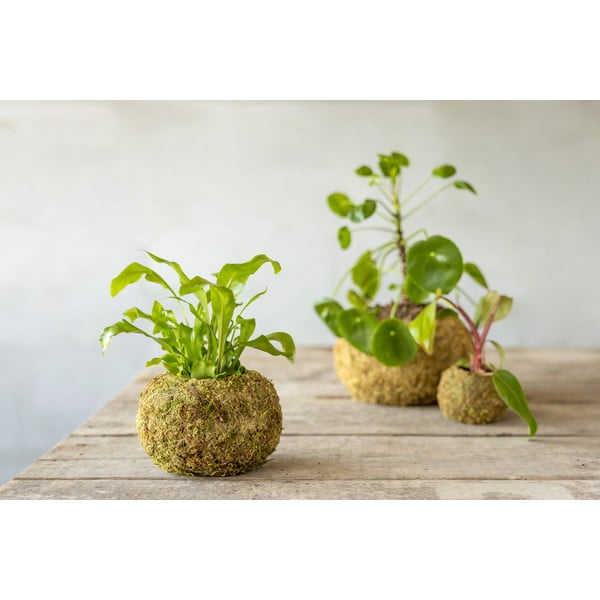 Květináč ø 14,5 cm Kokedama – Esschert Design-image-2
