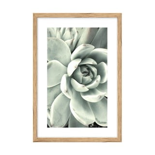 Plakát 60x90 cm Aloe – knor