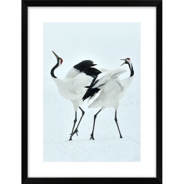 Plakát 30x40 cm Dancing Herons  