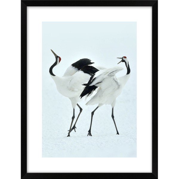 Plakát 30x40 cm Dancing Herons  