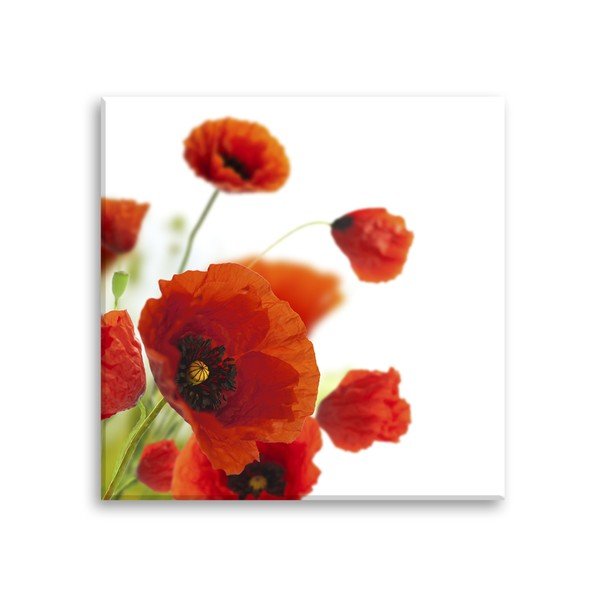 Obraz Styler Glas Maki Poppies, 30 x 30 cm