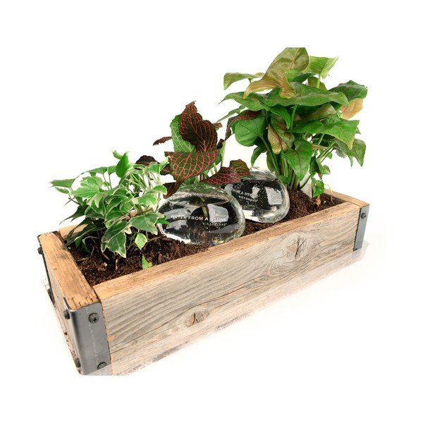 Sada 2 zavlažovačů Kikkerland Water From a Stone, 207 ml-image-2