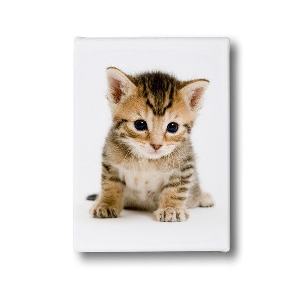 Obraz Mr. Little Fox Fluffy Kitty