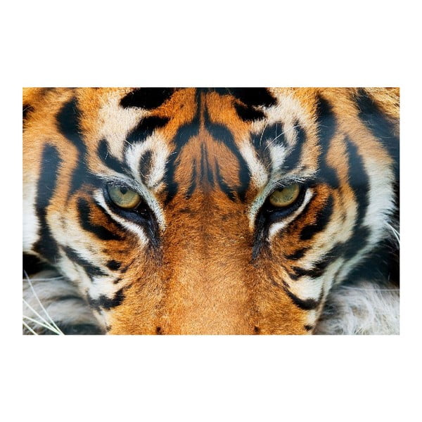 Maxi plakát Tiger, 175x115 cm