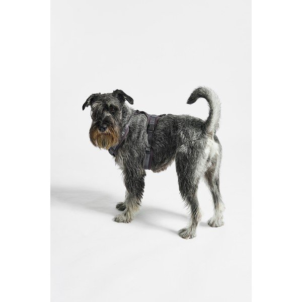 Tmavě šedý postroj velikost S délka 30 cm Modena Asphalt S – MiaCara-image-1