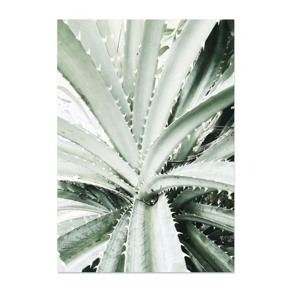 Plakát HF Living Botanic Palm, 21 x 30 cm