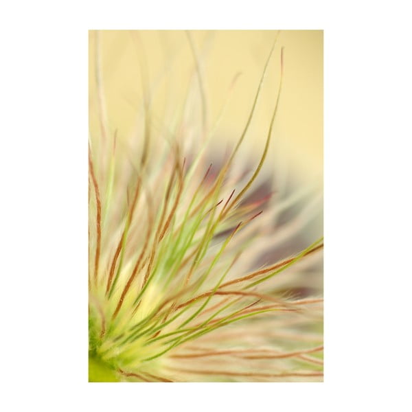 Fotoobraz Detail květu, 40x60 cm, exkluzivni edice