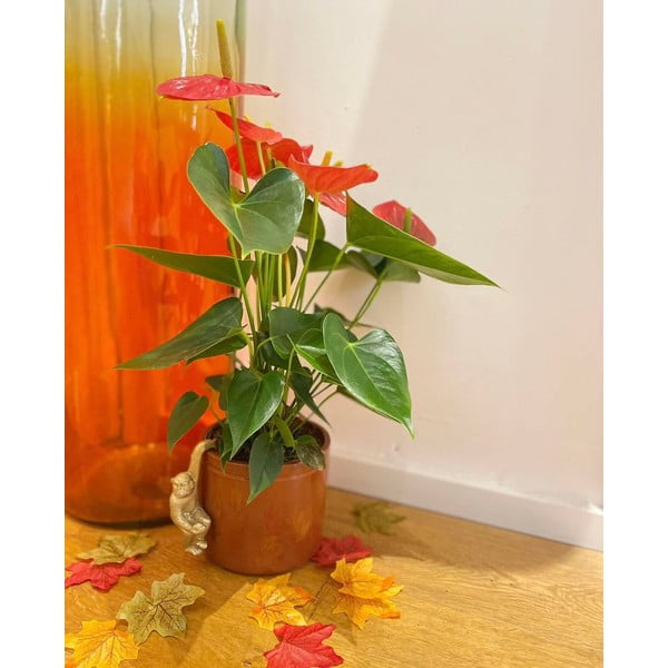 Polyresinová drobná dekorace Monkey – Sass & Belle-image-3