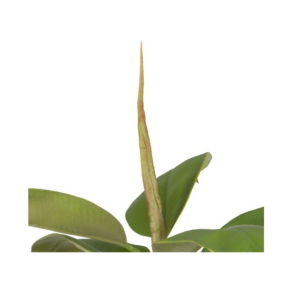 Umělá rostlina (výška 116 cm) Oak Tree – Ixia-image-3