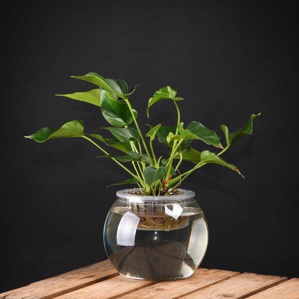 Pěstírna na rostliny Esschert Design, výška 17,6 cm-image-1