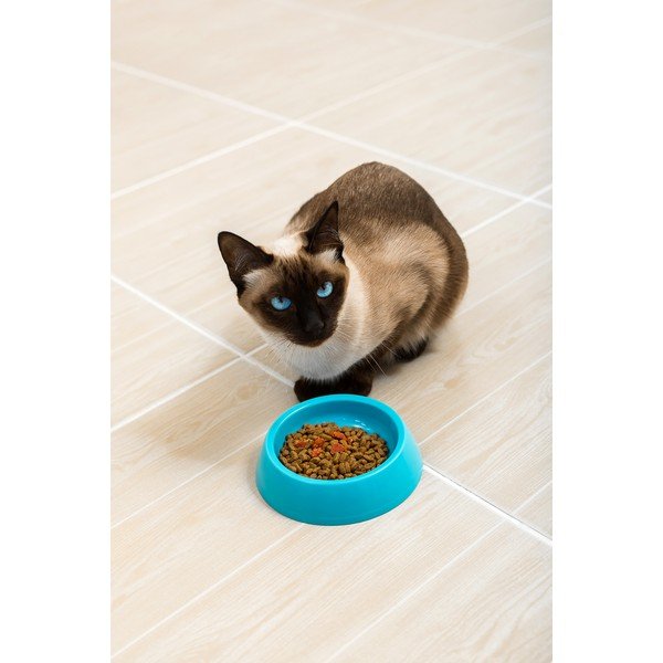 Modrá miska pro psa Petpetite, ø 14 cm-image-1