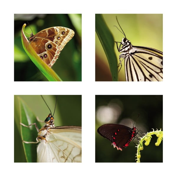 Set 4 fotoobrazů Motýlci, exkluzivní edice