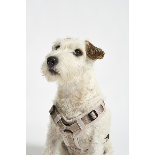 Béžový postroj velikost L délka 42 cm Modena Greige L – MiaCara-image-1