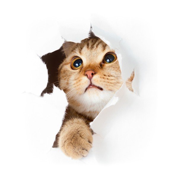 Samolepka Ambiance Cat in Hole-image-1