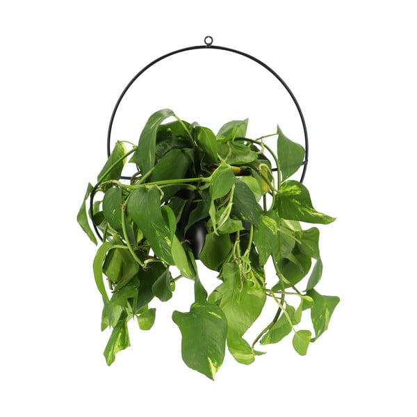 Černý nástěnný držák na květináč Esschert Design Planter-image-1