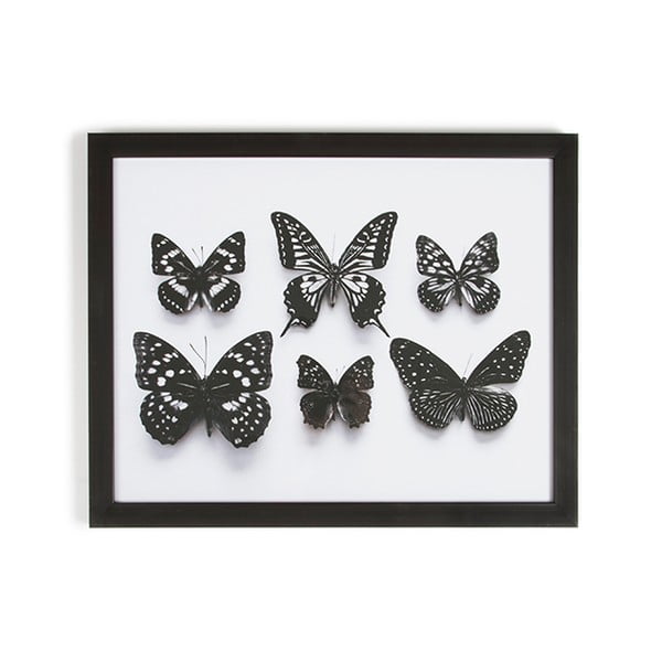 Obraz v rámu Graham & Brown Botanical Butterfly, 50 x 40 cm