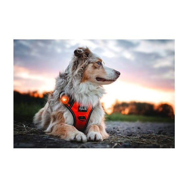 LED světlo na obojek Amber – Orbiloc-image-4