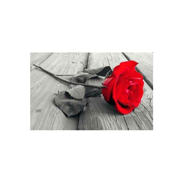 Fotoobraz Red Rose