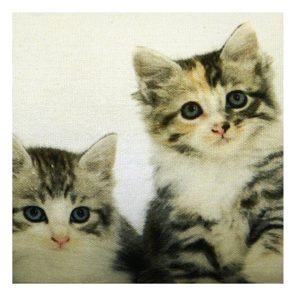 Polštář Kittens 20x90 cm-image-1