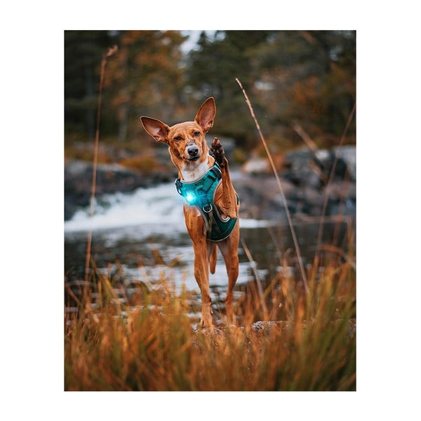 LED světlo na obojek Turquoise – Orbiloc-image-4