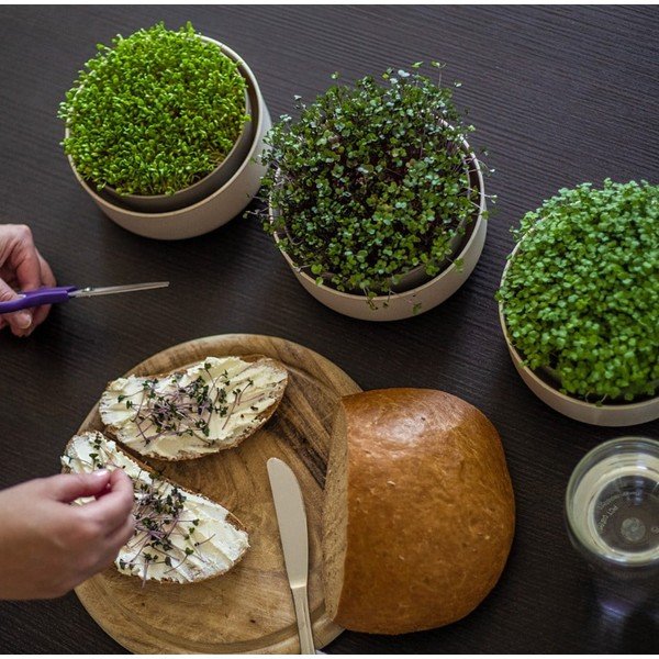 Plastová klíčicí miska ø 16 cm Microgreens – Plastia-image-1