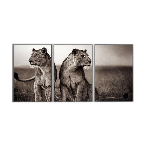 3dílný obraz Lions, 45x90 cm