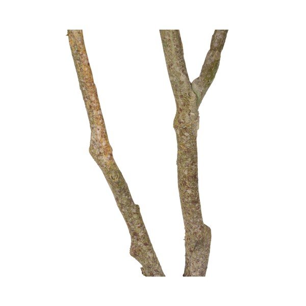 Umělá rostlina (výška 116 cm) Oak Tree – Ixia-image-4