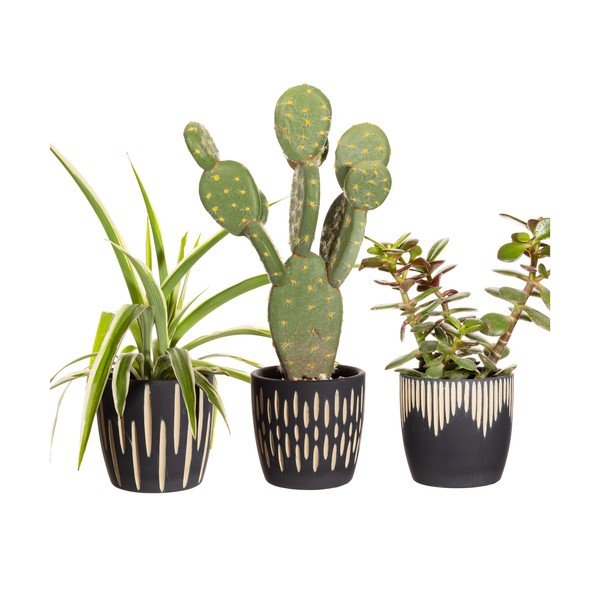 Obaly na květináče z terakoty v sadě 3 ks ø 8 cm Grafitto – Sass & Belle-image-2