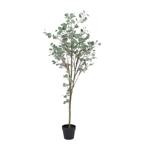Umělý eukalyptus (výška 180 cm) Eucalyptus – Ixia